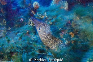 moray swimming by Mathieu Foulquié 